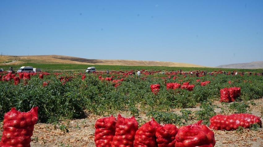 Günde 200 ton yüklüyorlar! Hasat başladı, günlük kazançları 10 bin liraya kadar çıkıyor