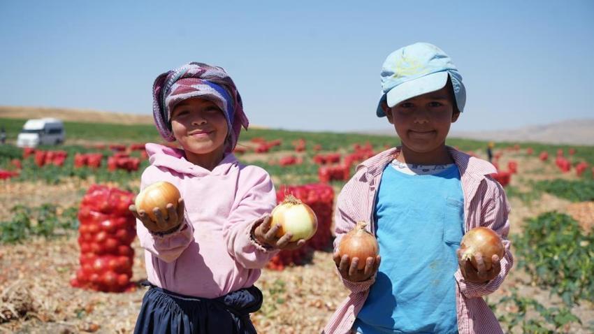 Günde 200 ton yüklüyorlar! Hasat başladı, günlük kazançları 10 bin liraya kadar çıkıyor