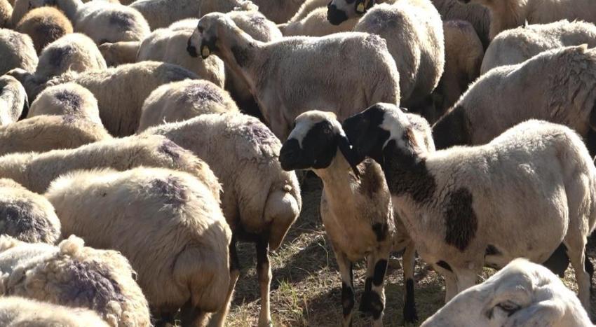 Üretici kara kara düşünüyor! 150 bin lira maaş veriyorlar, yine de çalışan bulamıyorlar