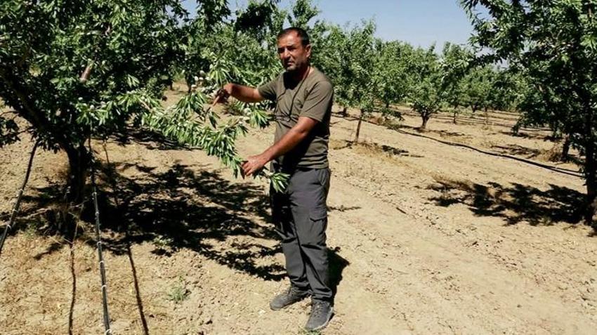 Hobi olarak başladı, kazanç kapısı oldu: Tarladan 10 ton rekolte bekleniyor