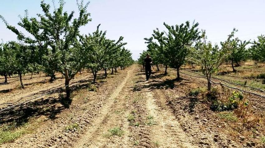 Hobi olarak başladı, kazanç kapısı oldu: Tarladan 10 ton rekolte bekleniyor