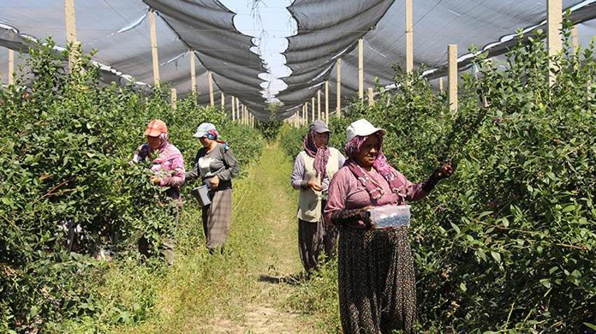 Çin'den Antalya'ya uzanan girişim başarısı: Elma bahçesini dönüştürdü Hollanda’ya ihracatçı oldu