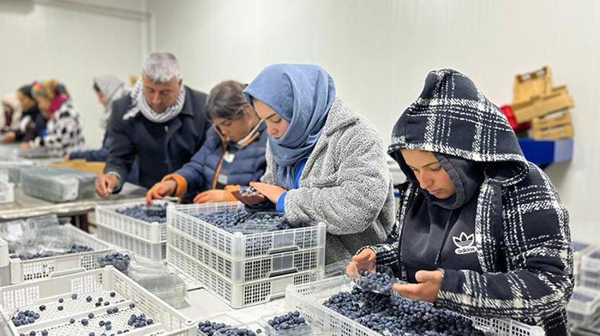 Çin'den Antalya'ya uzanan girişim başarısı: Elma bahçesini dönüştürdü Hollanda’ya ihracatçı oldu