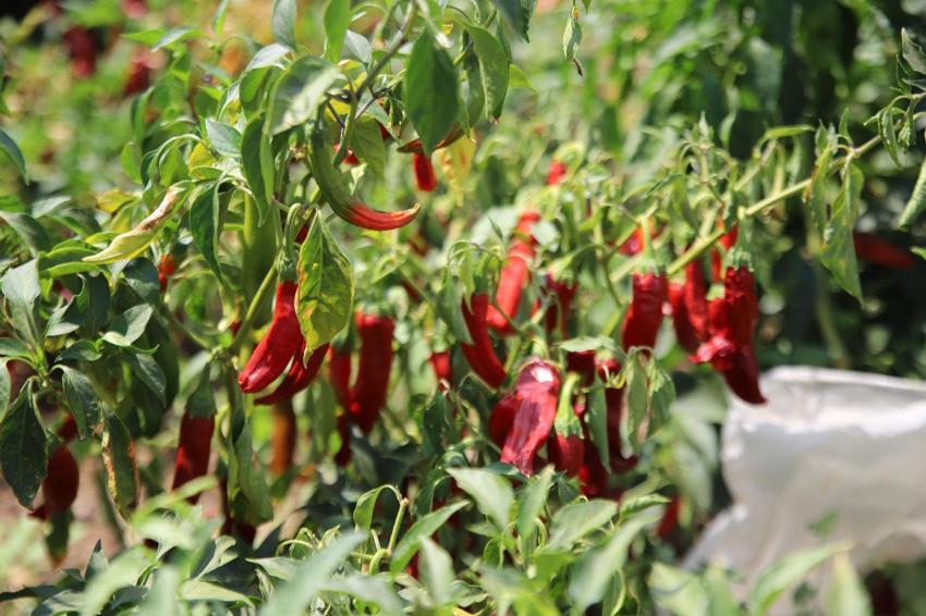 Gaziantep'te en acı hasat başladı! İşçiler tonunu 7 bin TL'den topluyor