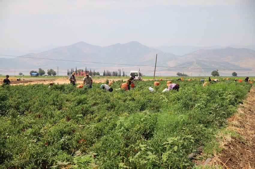 Gaziantep'te en acı hasat başladı! İşçiler tonunu 7 bin TL'den topluyor