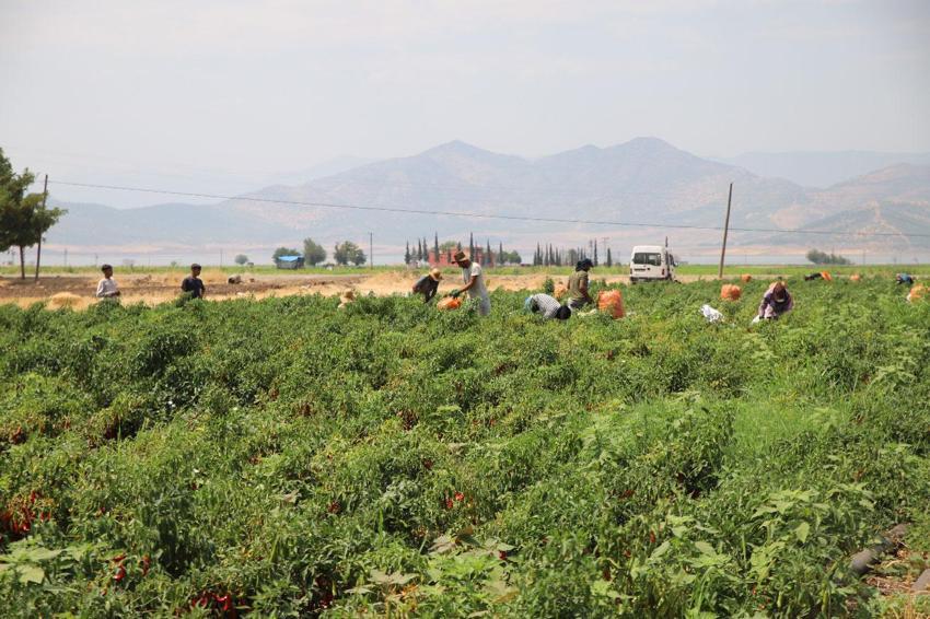 Gaziantep'te en acı hasat başladı! İşçiler tonunu 7 bin TL'den topluyor