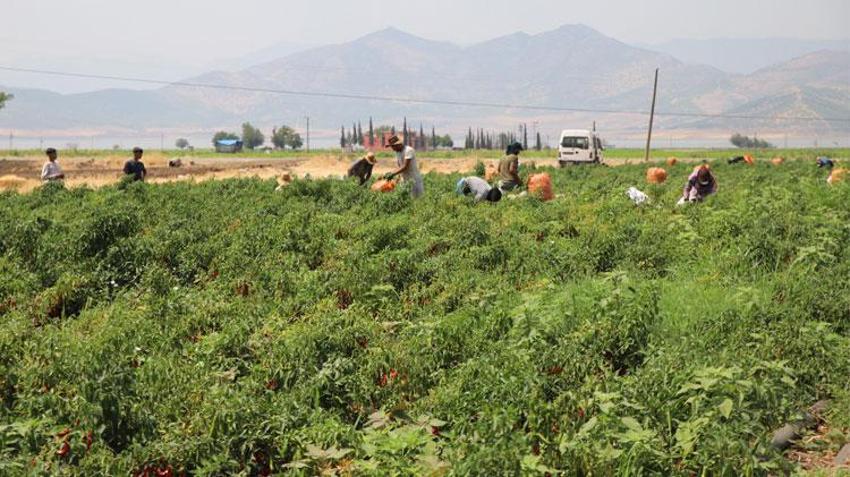 Gaziantep'te en acı hasat başladı! İşçiler tonunu 7 bin TL'den topluyor