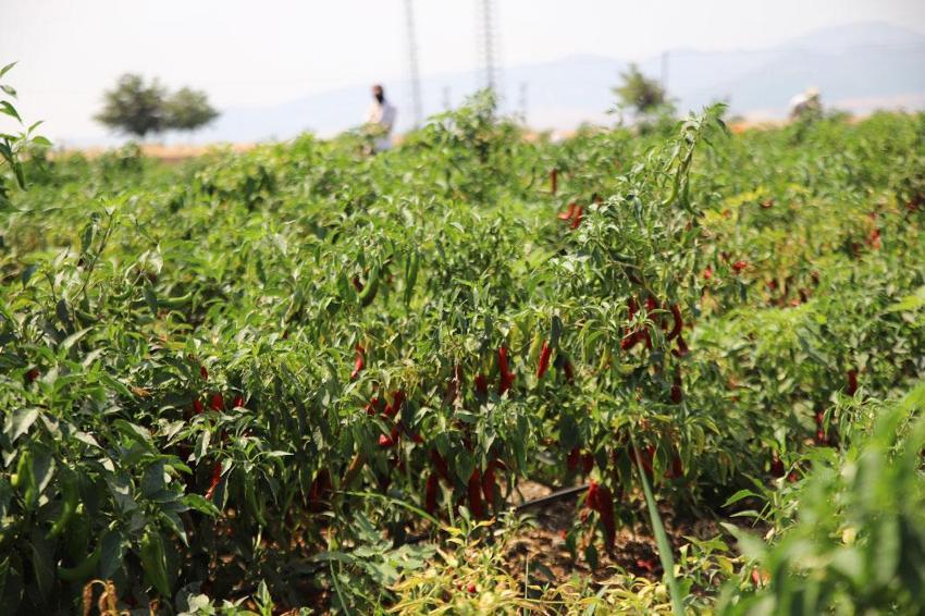 Gaziantep'te en acı hasat başladı! İşçiler tonunu 7 bin TL'den topluyor