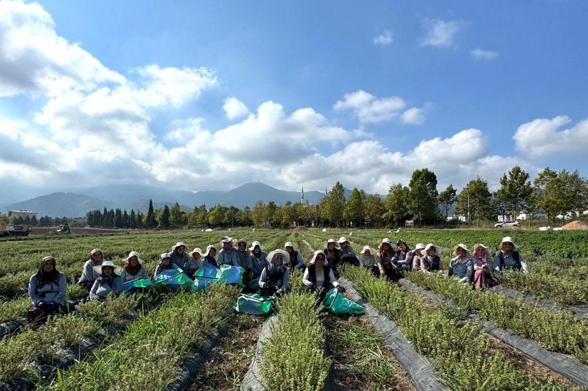 Kadın eliyle tarladan markaya: Biberiye, tıbbi nane, melisa, lavanta ve kekikde emeğin hasadı