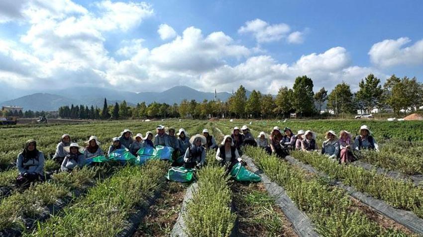 Kadın eliyle tarladan markaya: Biberiye, tıbbi nane, melisa, lavanta ve kekikde emeğin hasadı