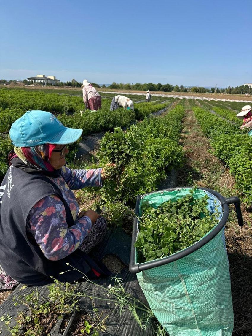 Kadın eliyle tarladan markaya: Biberiye, tıbbi nane, melisa, lavanta ve kekikde emeğin hasadı