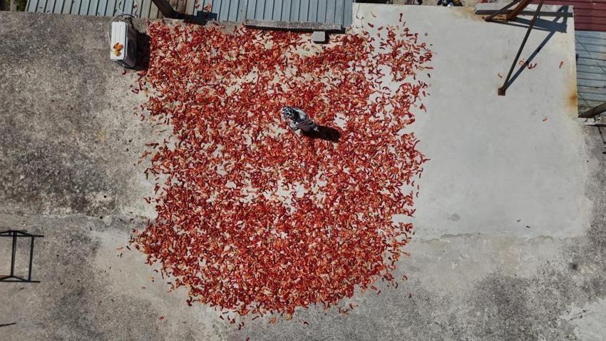 Hatay'da görenlerin eli yüzü yanıyor, hasattan vazgeçmiyorlar! Kilosu 300 TL'den kapışılıyor