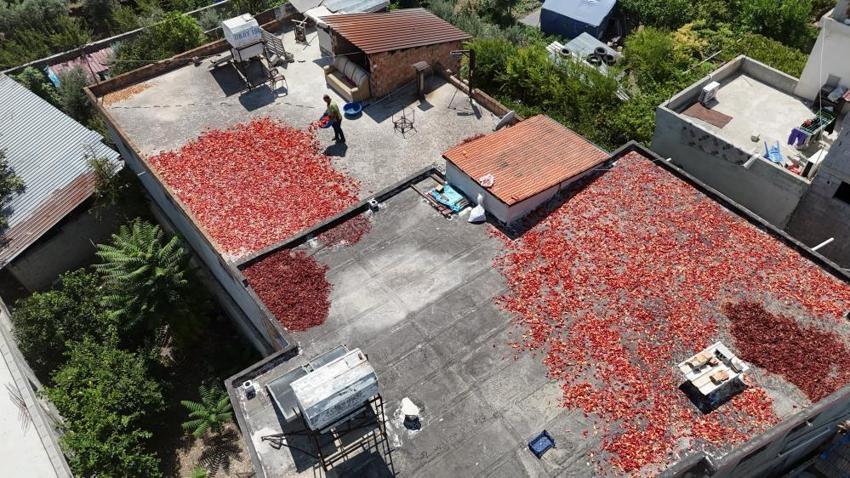 Hatay'da görenlerin eli yüzü yanıyor, hasattan vazgeçmiyorlar! Kilosu 300 TL'den kapışılıyor
