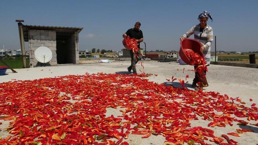 Hatay'da görenlerin eli yüzü yanıyor, hasattan vazgeçmiyorlar! Kilosu 300 TL'den kapışılıyor