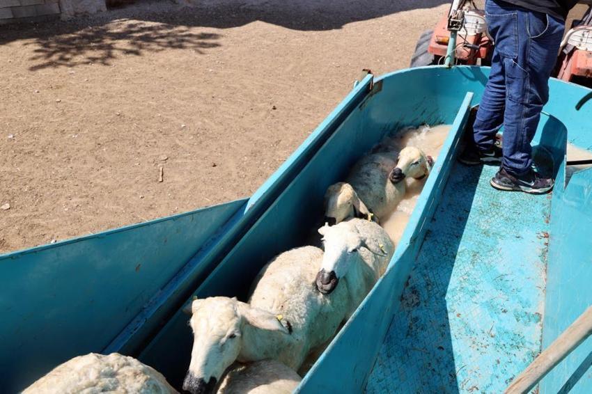 Talas Belediyesi'nden üreticiye destek: Kene ve parazitlere karşı yerinde çözüm!