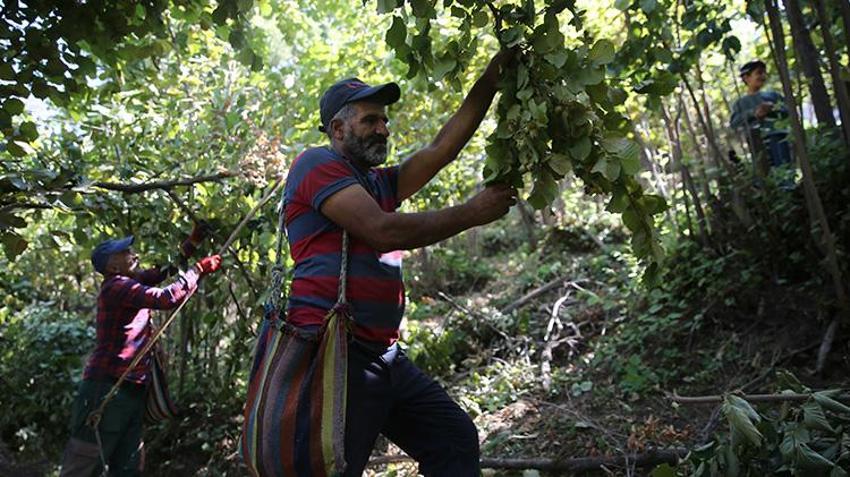 Katır sırtında servet taşıyorlar! Doğu'nun Karadeniz'inde hasat başladı, 450 ton rekolte bekleniyor!