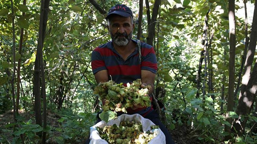 Katır sırtında servet taşıyorlar! Doğu'nun Karadeniz'inde hasat başladı, 450 ton rekolte bekleniyor!