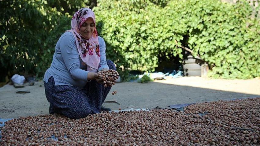 Katır sırtında servet taşıyorlar! Doğu'nun Karadeniz'inde hasat başladı, 450 ton rekolte bekleniyor!