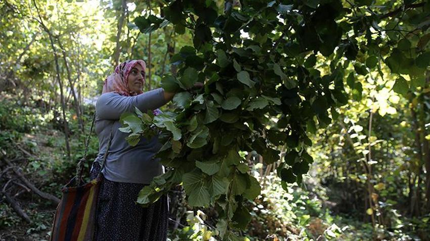 Katır sırtında servet taşıyorlar! Doğu'nun Karadeniz'inde hasat başladı, 450 ton rekolte bekleniyor!