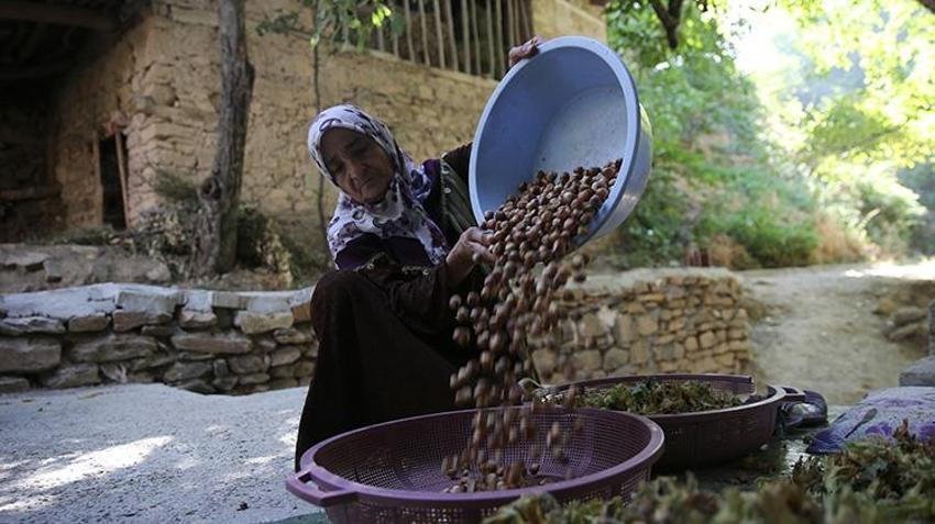 Katır sırtında servet taşıyorlar! Doğu'nun Karadeniz'inde hasat başladı, 450 ton rekolte bekleniyor!