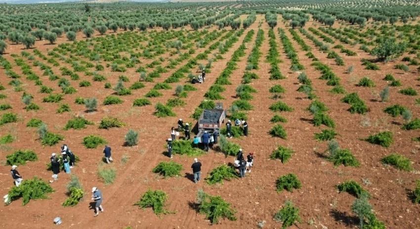 Dört ülkeden gelip Kilis'te hasat yaptılar: Horoz Karası'nda 2 işlem yapılıyor