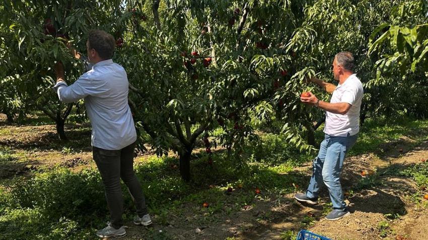 Bursa'da hasat üreticiyi yıktı! Fiyatı 10 liraya düşünce tarlada ürün bitti