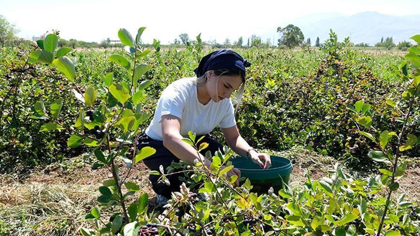 Dondurma yerken tanıştı, Erzincan'da üreticisi oldu! 100 fidanla başladı, talep artınca 900 fidana ulaştı
