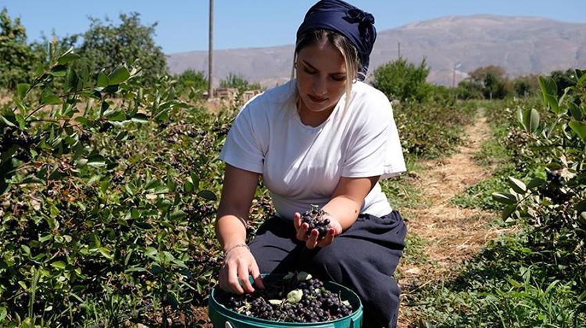 Dondurma yerken tanıştı, Erzincan'da üreticisi oldu! 100 fidanla başladı, talep artınca 900 fidana ulaştı