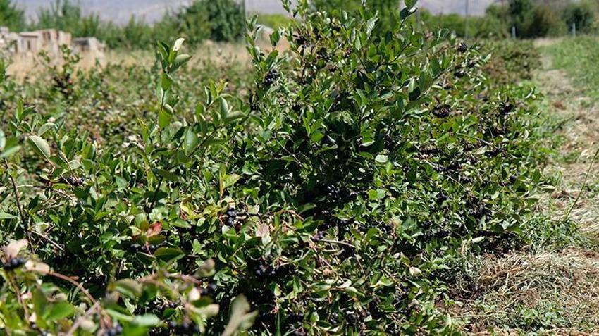 Dondurma yerken tanıştı, Erzincan'da üreticisi oldu! 100 fidanla başladı, talep artınca 900 fidana ulaştı