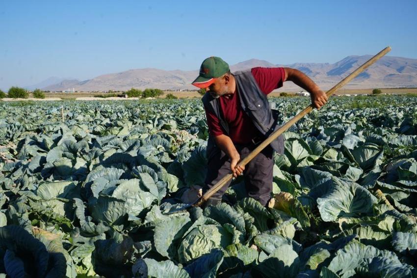 Niğde'de yıllık 300 bin ton çıkıyor: Kilosu 40-60 TL'den satılıyor