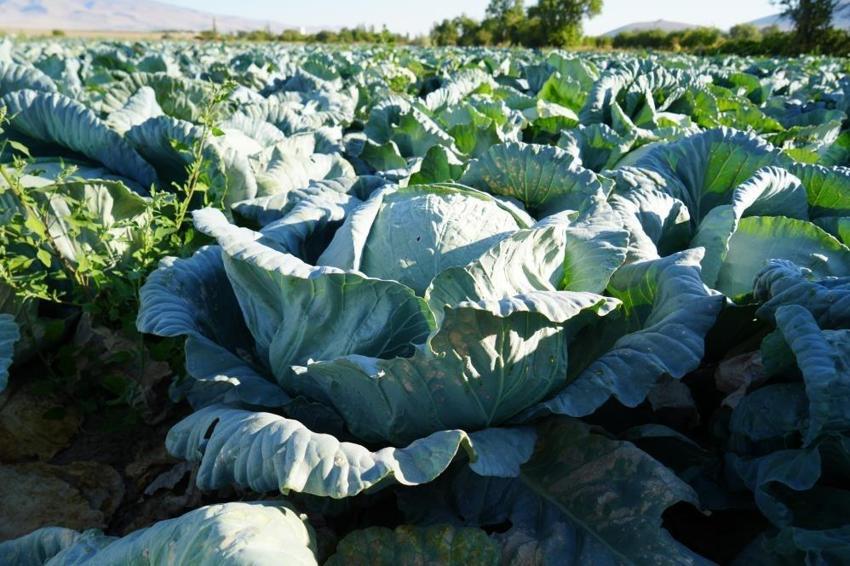 Niğde'de yıllık 300 bin ton çıkıyor: Kilosu 40-60 TL'den satılıyor