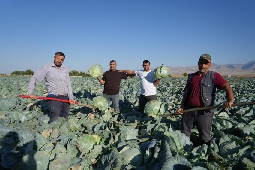 Niğde'de yıllık 300 bin ton çıkıyor: Kilosu 40-60 TL'den satılıyor