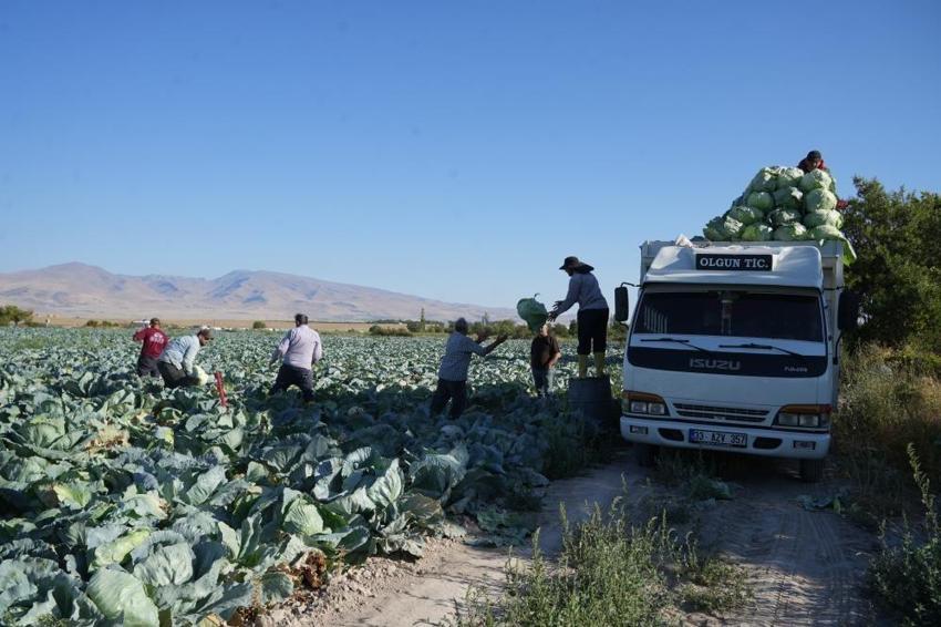 Niğde'de yıllık 300 bin ton çıkıyor: Kilosu 40-60 TL'den satılıyor