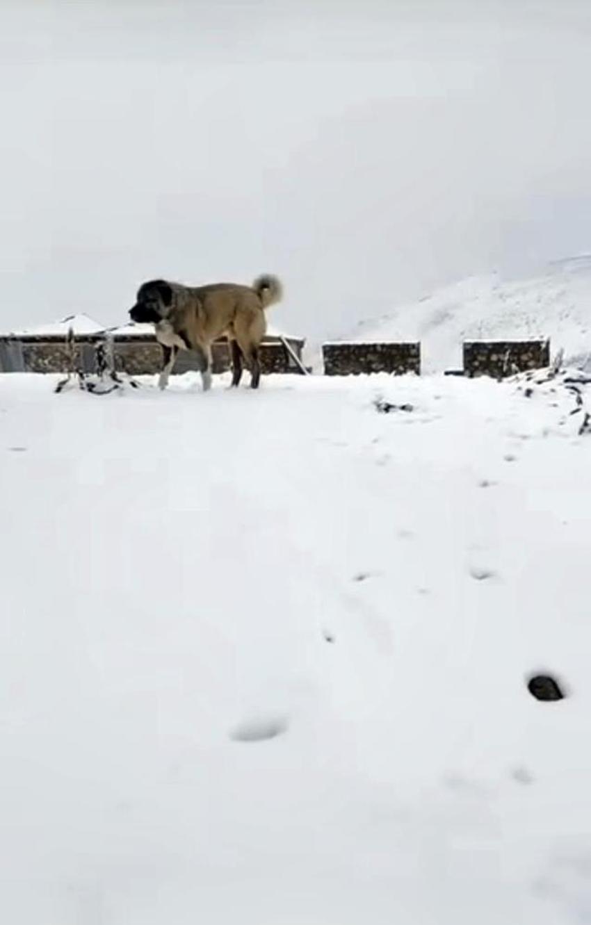 Eylül ayında kar sürprizi! Rize’de yayla kışa teslim oldu