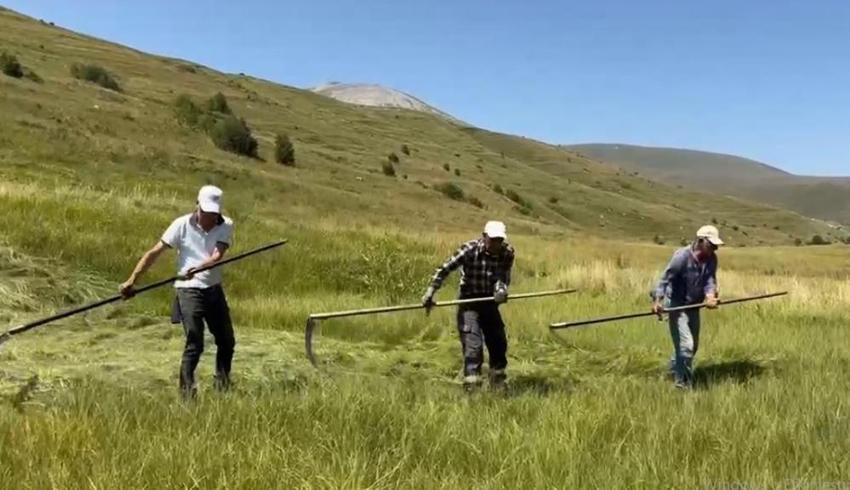 Tarlada iş bir ay geriye kaldı: Çiftçinin belalısı bu yıl da işini yaptı