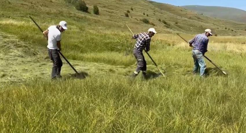 Tarlada iş bir ay geriye kaldı: Çiftçinin belalısı bu yıl da işini yaptı