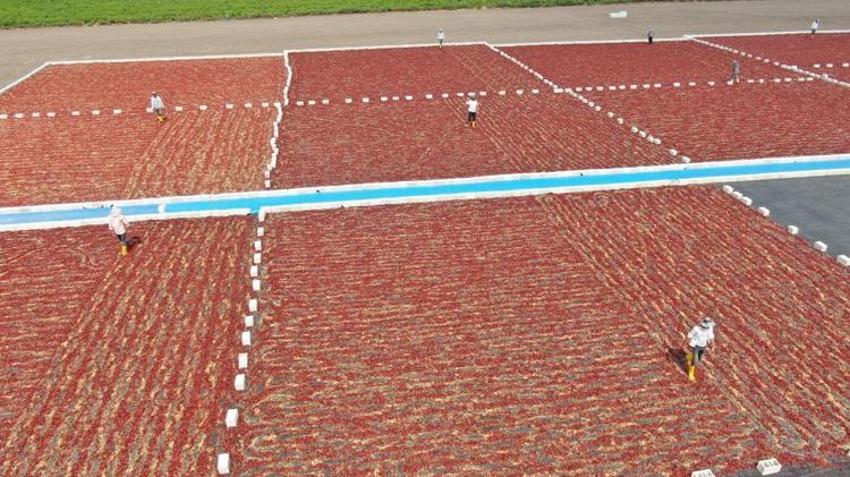 Gaziantep'te hasat başladı! Güneşte bekletiliyor, fabrikada bambaşka bir lezzete dönüşüyor