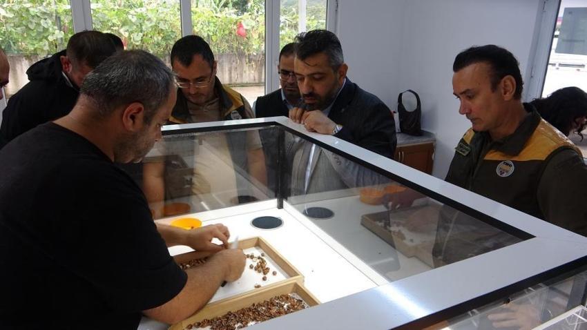 Giresun fındığında TMO alım fiyatı randıman farkıyla belli oldu