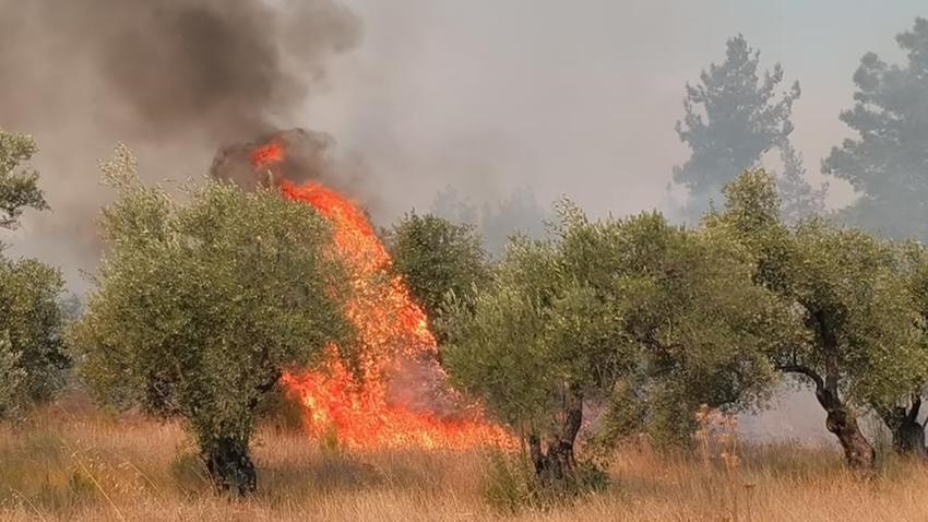 Antalya ve Adana'da orman yangını! Yüzlerce kişi tahliye edildi