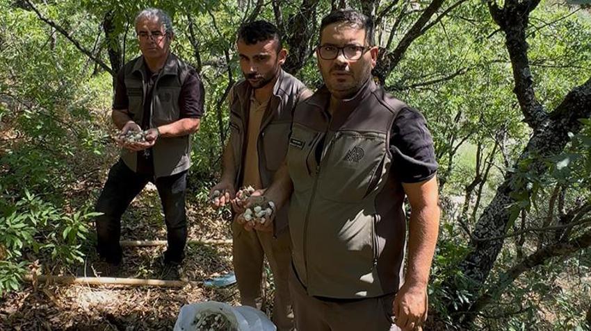 Tunceli dağ sarımsağını izinsiz toplayan 3 kişiye rekor ceza!
