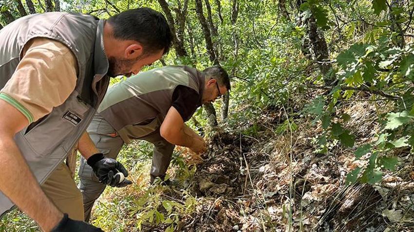 Tunceli dağ sarımsağını izinsiz toplayan 3 kişiye rekor ceza!