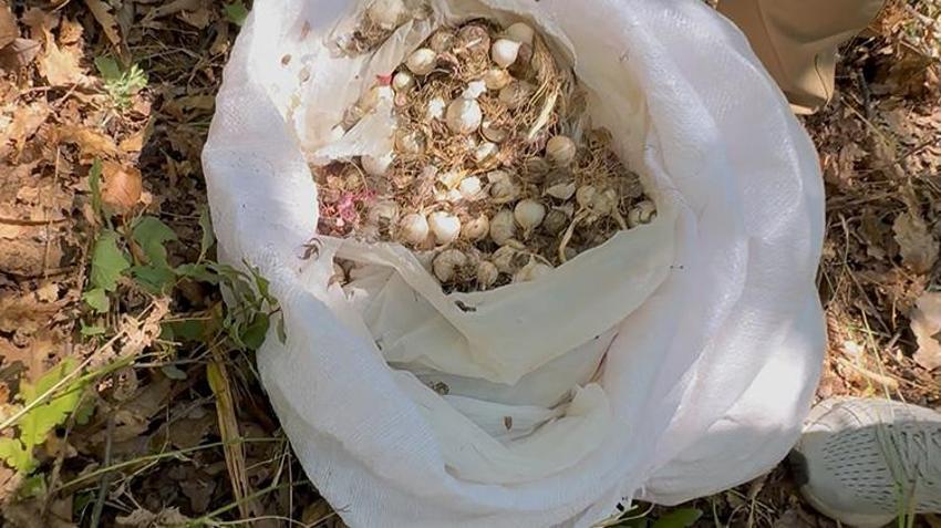 Tunceli dağ sarımsağını izinsiz toplayan 3 kişiye rekor ceza!