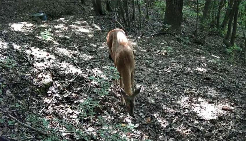 Bolu ormanlarının vahşi yaşamı fotokapanlara yansıdı