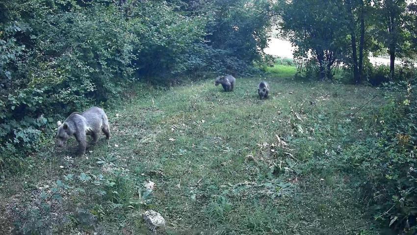 Bolu ormanlarının vahşi yaşamı fotokapanlara yansıdı