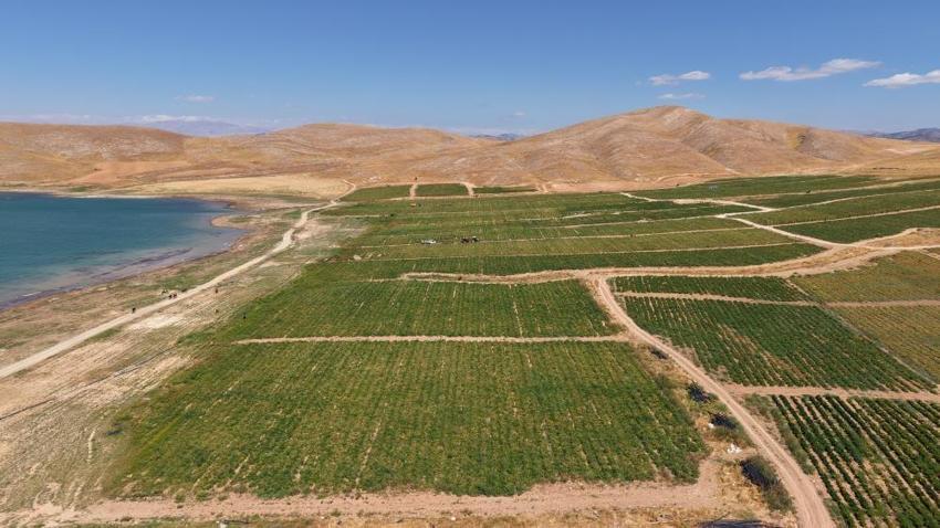 Elazığ'da 7 bin dönümde yetişiyor! Hasat başladı: Amerika, İtalya ve Hollanda sıraya girdi