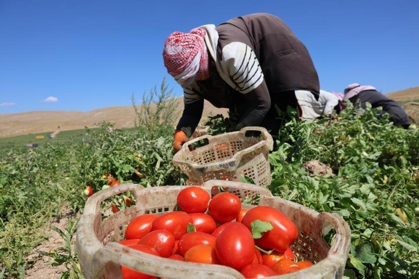 Elazığ'da 7 bin dönümde yetişiyor! Hasat başladı: Amerika, İtalya ve Hollanda sıraya girdi