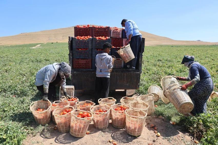 Elazığ'da 7 bin dönümde yetişiyor! Hasat başladı: Amerika, İtalya ve Hollanda sıraya girdi