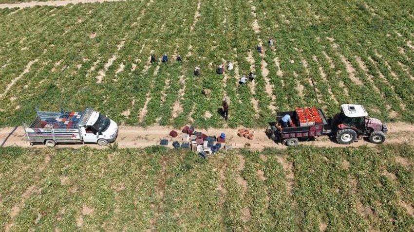 Elazığ'da 7 bin dönümde yetişiyor! Hasat başladı: Amerika, İtalya ve Hollanda sıraya girdi