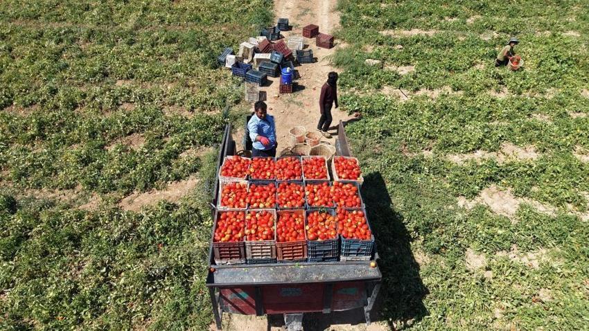 Elazığ'da 7 bin dönümde yetişiyor! Hasat başladı: Amerika, İtalya ve Hollanda sıraya girdi