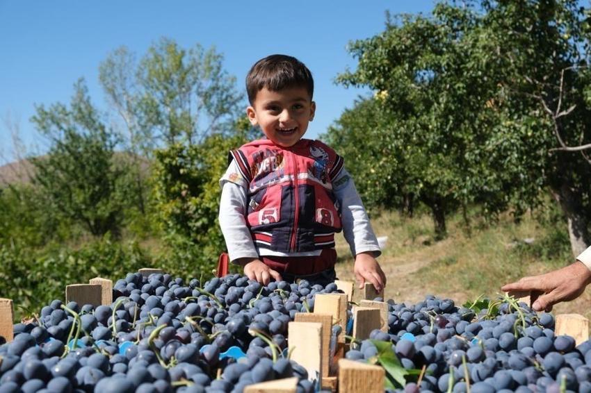 Erzincan'da hasat başladı! Kilosu 150 lira: Türkiye'nin dört bir yanına gidiyor